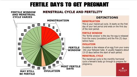 Fertile Days To Get Pregnant How Many Days After Ovulation Can You Get
