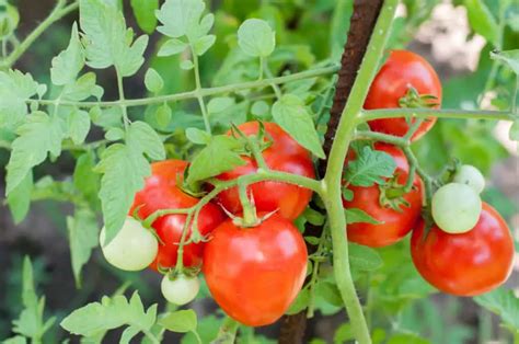 growing tomato plant  home  seeds tomato care tips