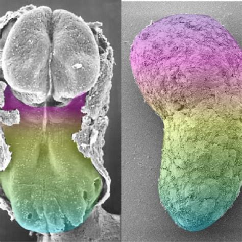 embryo  model   scientists study early development