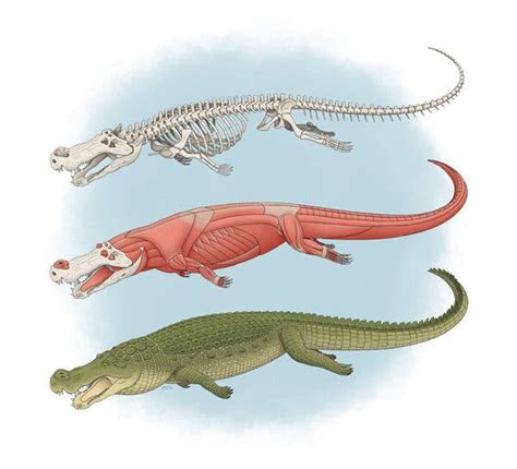 terror crocodile  size   bus fed  dinosaurs study