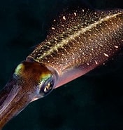 Afbeeldingsresultaten voor sepioidea. Grootte: 176 x 185. Bron: www.squid-world.com