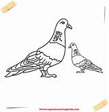 Coloring Pages Pigeon Feral Pdf Pigeons Plus Google Twitter Printable sketch template