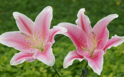 pink flowers lily hd wallpaper 2560x1440