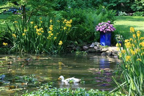 skillful bee favorite pond plants  features zone