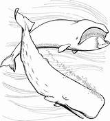Coloring Whales Sperm Ballenas Capodoglio Ballena Wale Colorare Marins Disegni Baleine Malvorlage Orca Cachalote Ausmalbild Coloriages Whaling Baleias Bowhead Realiste sketch template