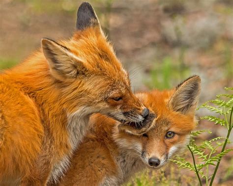 mother fox grooming her kit photograph by steve dunsford