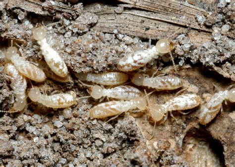 eastern subterranean termites vol    mississippi state university extension service