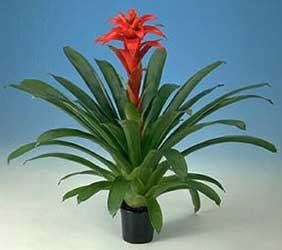 Растение для дома и офиса гузмания темпо, бромелия небольшого размера. Guzmania - Guzmania spp.