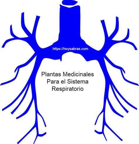 plantas medicinales para el sistema respiratorio 2022