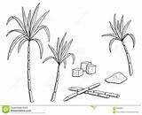 Sugarcane Sketch Illustration Isolated Graphic Vector Preview sketch template