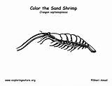 Shrimp Coloring Exploringnature sketch template