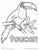 Toucan Rainforest Toco Toucans Preschool Education Designlooter sketch template