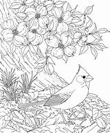 Cardinal Dogwood Bird Coloring Flower Pages Carolina Printable North Red State Birds Blossom Cardinals Flowers Drawing Cherry Tree Color Adult sketch template