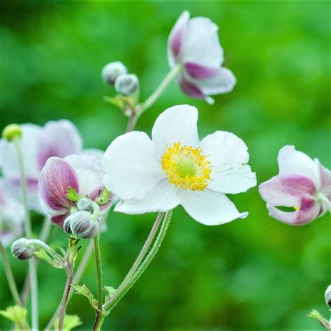 japanese anemone plant  sale anemone wild swan easy  grow bulbs