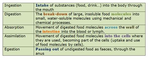 human alimentary canal biology notes for igcse 2014
