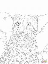 Coloring Cheetah Pages Portrait Printable Drawing sketch template