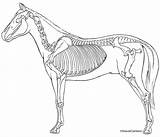 Equine Chiropractic sketch template
