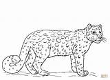 Leopard Snow Coloring Draw Pages Drawing Leopards Printable Kids Step Color Print Supercoloring Drawings Template Sheets Tutorials Amur Getcolorings Sketch sketch template