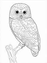 Coloring Owl Pages Owls sketch template