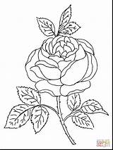 Rose Coloring Pages Blossom Drawing Skull Tattoo Detailed Roses Bush Printable Getdrawings Colouring sketch template