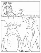 Penguins Verbnow sketch template