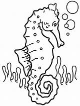 Coloring Seahorse Pages Printable Recommended sketch template