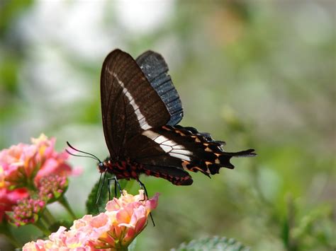 black butterfly  photo  freeimages