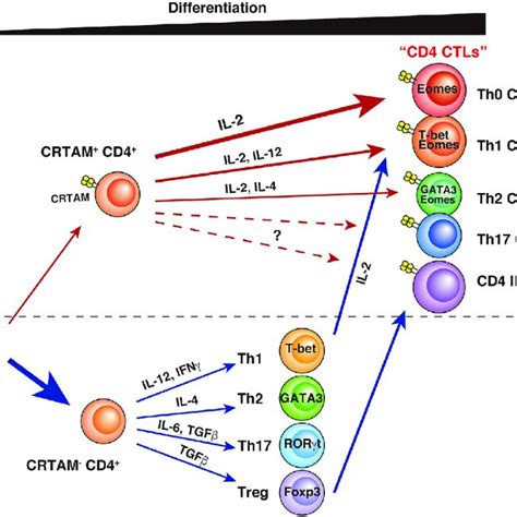 cd ctl  cytotoxic subset  cd  cells  differentiation  function