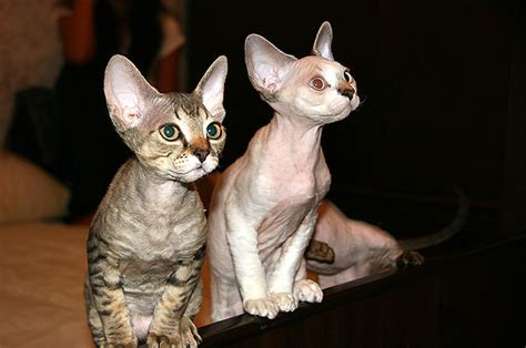5 Things You Didn T Know About The Devon Rex