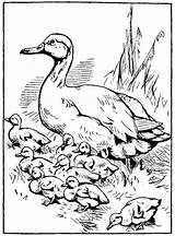 Duck Coloring Ducklings Way Make Pages Printable Mother Drawings Color Ducks Baby Duckling Line Adult Quotes Drawing Ugly Colouring Babies sketch template