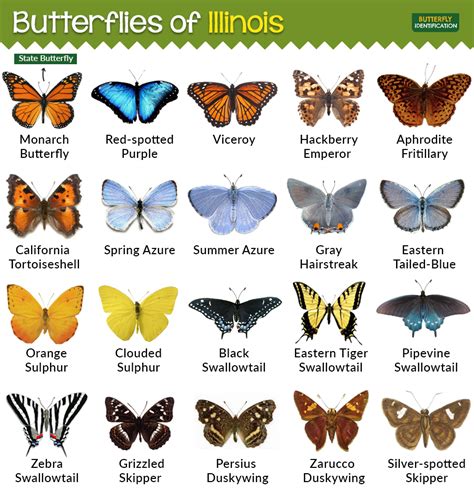 types  butterflies