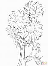 Daisy Coloring Pages Drawing Flower Daisies Gerber Printable Bouquet Flowers Clipart Adult Sheets Petal Supercoloring Outlines Sketch Template Yellow Kids sketch template