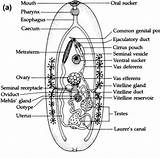 Trematodes Trematode Physiology Phylum Platyhelminthes Endoparasite sketch template