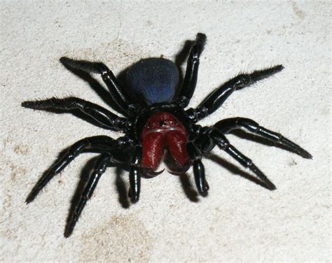 filemale mouse spiderjpg wikipedia   encyclopedia