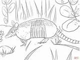 Armadillo Coloring Nine Banded Pages Printable Color Designlooter Main Animal Drawing Click Online 2048 1536px 92kb Skip sketch template