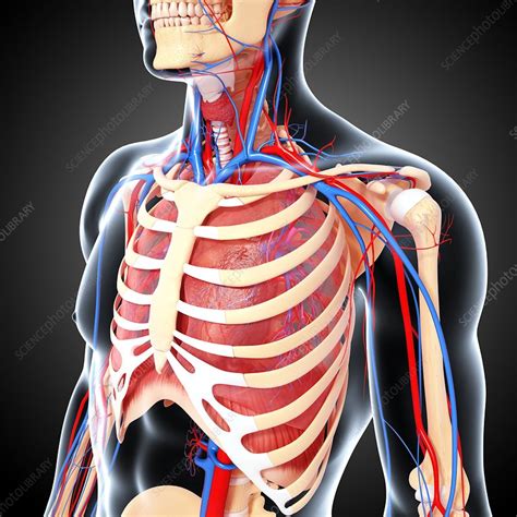 upper body anatomy artwork stock image  science photo