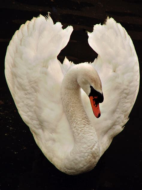 niche swan lake     white swan