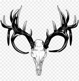 Antlers Antler Tailed Whitetail Horns Vhv Bone Toppng Reindeer Mule Craneo 118kb Venado Clipartmag Pngegg Clipground Pngitem Hiclipart sketch template