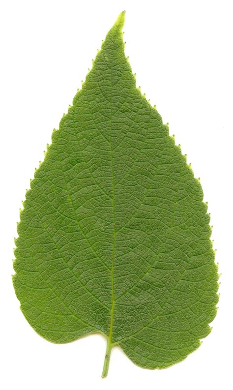 fileceltis occidentalis leafpng wikipedia