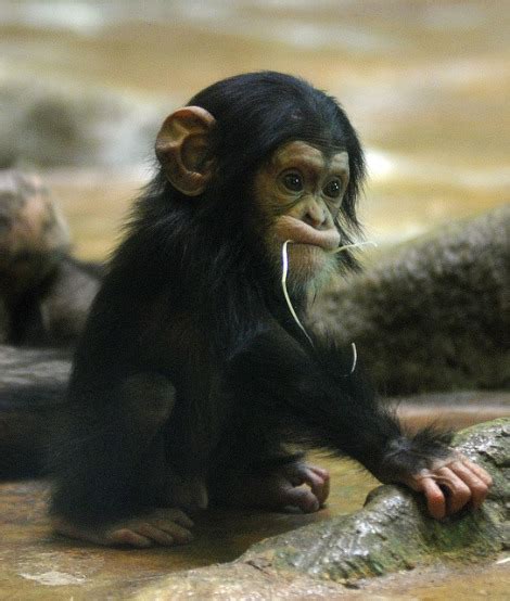 baby chimpanzee welcomed  everland zoo zooborns