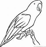 Coloring Pages Printable Parrot Parrots Getdrawings sketch template