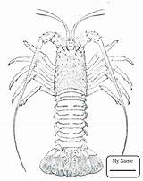 Coloring Getdrawings Crayfish Lobster sketch template