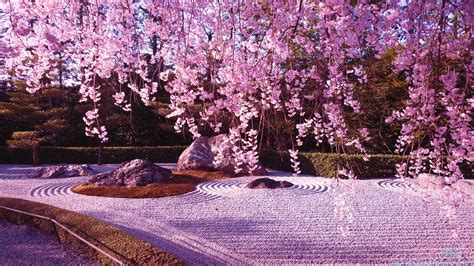 japanese garden cherry blossom wallpapers top free
