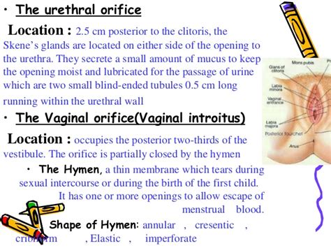 anatomy of female reproductive organs