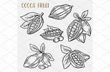 Cocoa Cacao sketch template