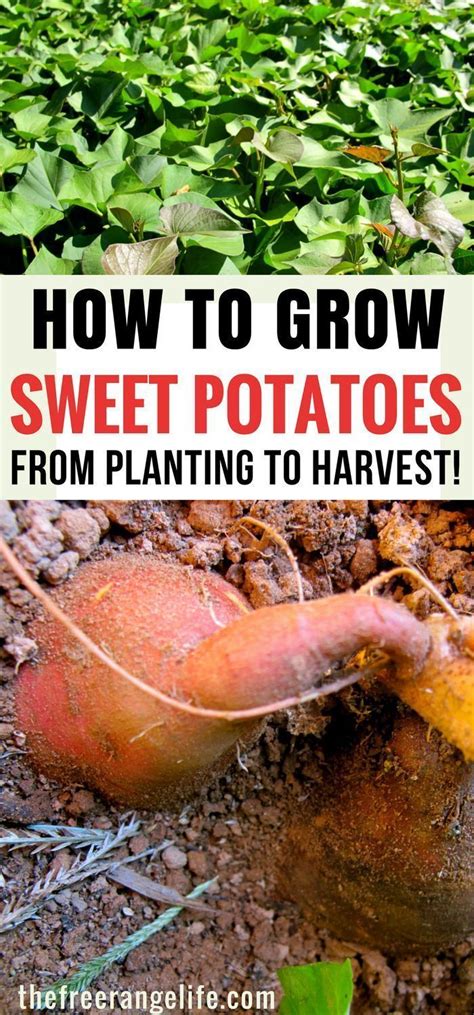 grow harvest  store sweet potatoes growing sweet potatoes
