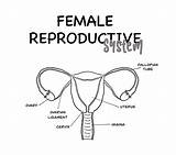 Reproductive sketch template