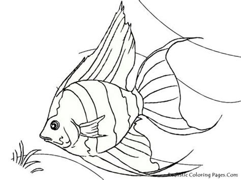 tropical fish coloring pages realistic arte de peces dibujos pinturas