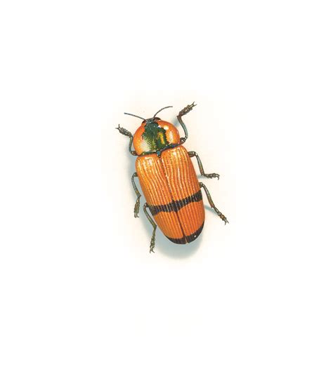 Jewel Beetles Flying Gems Australian Geographic