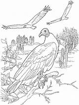 Coloring Pages Vulture Birds Vultures sketch template